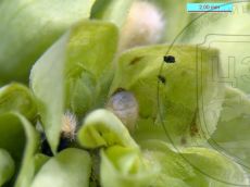 Голубянка-арион_гусеница_II_1